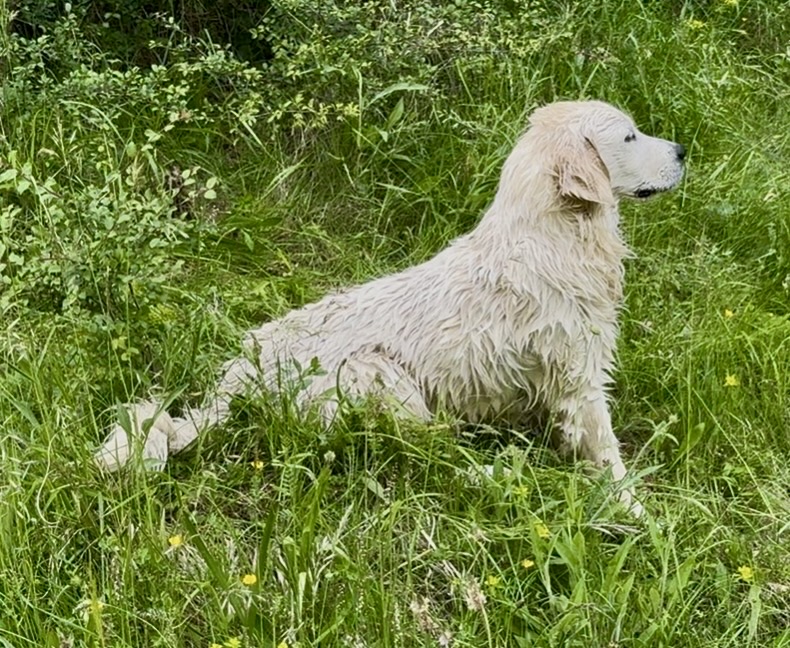 Abbie - Golden Retriever femelle élevage La Vallée d'Hélios Tarn