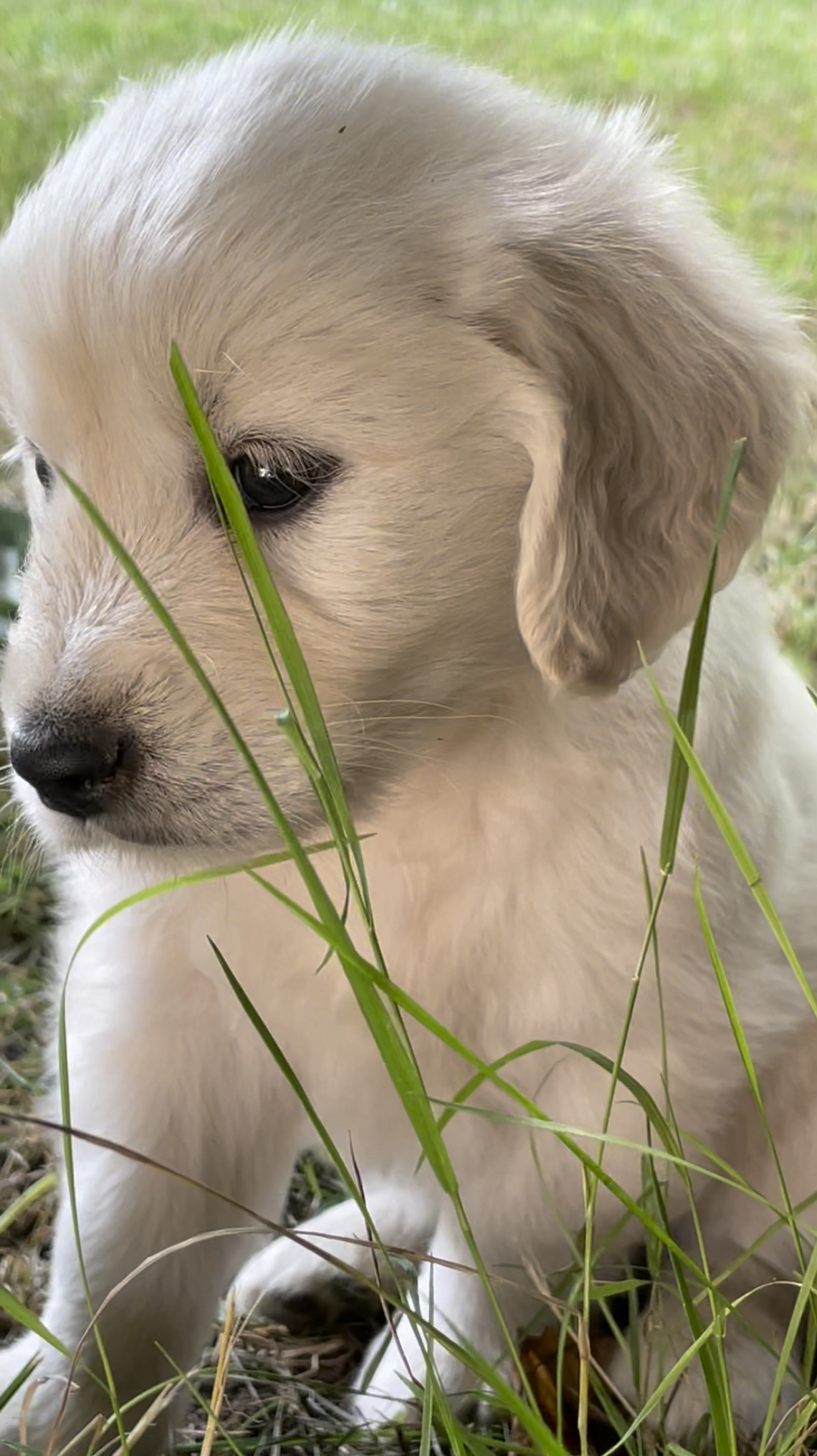 Chiot golden retriever élevage Tarn Roussayrolles