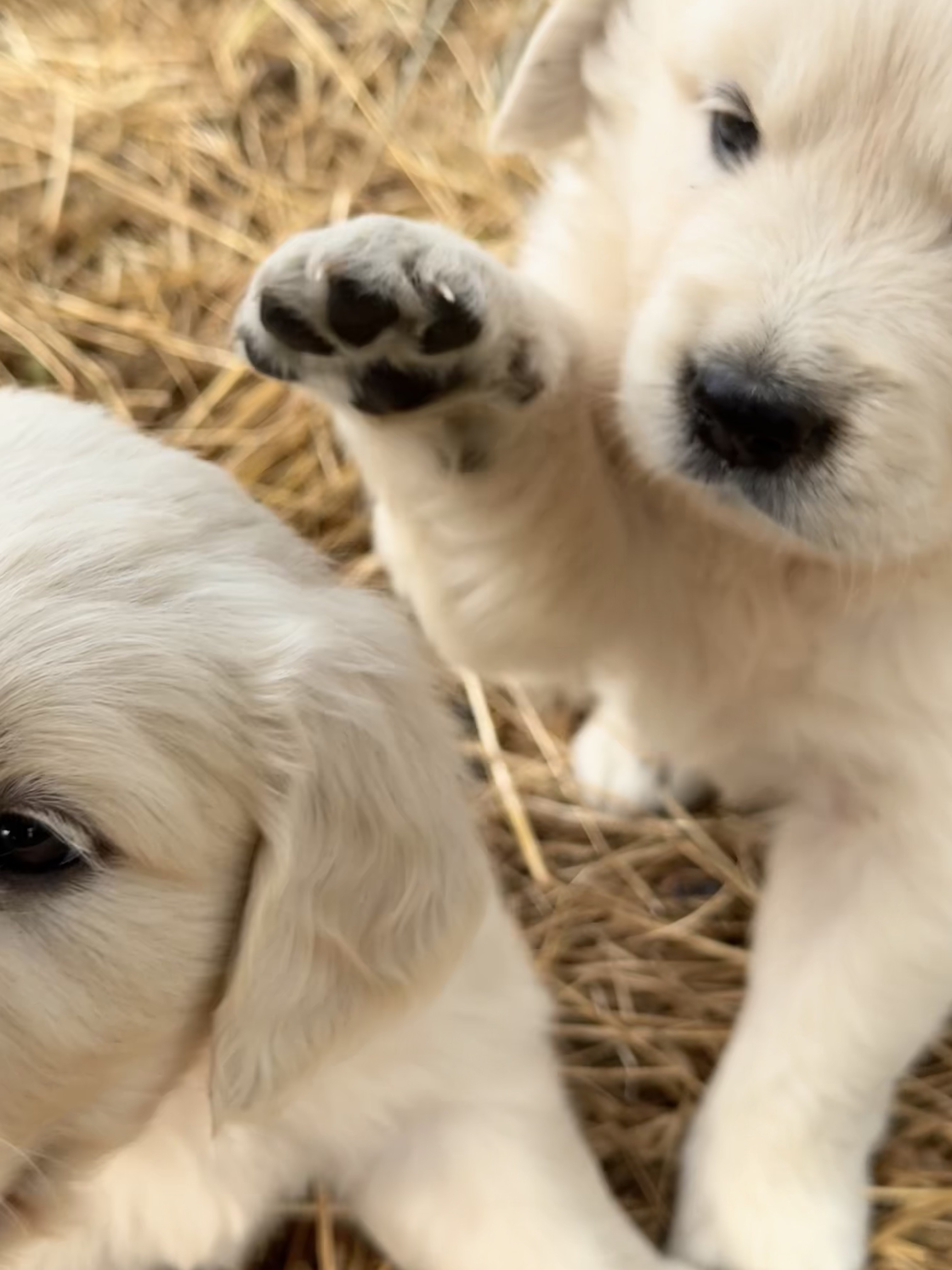 Golden retriever dans la nature Occitanie