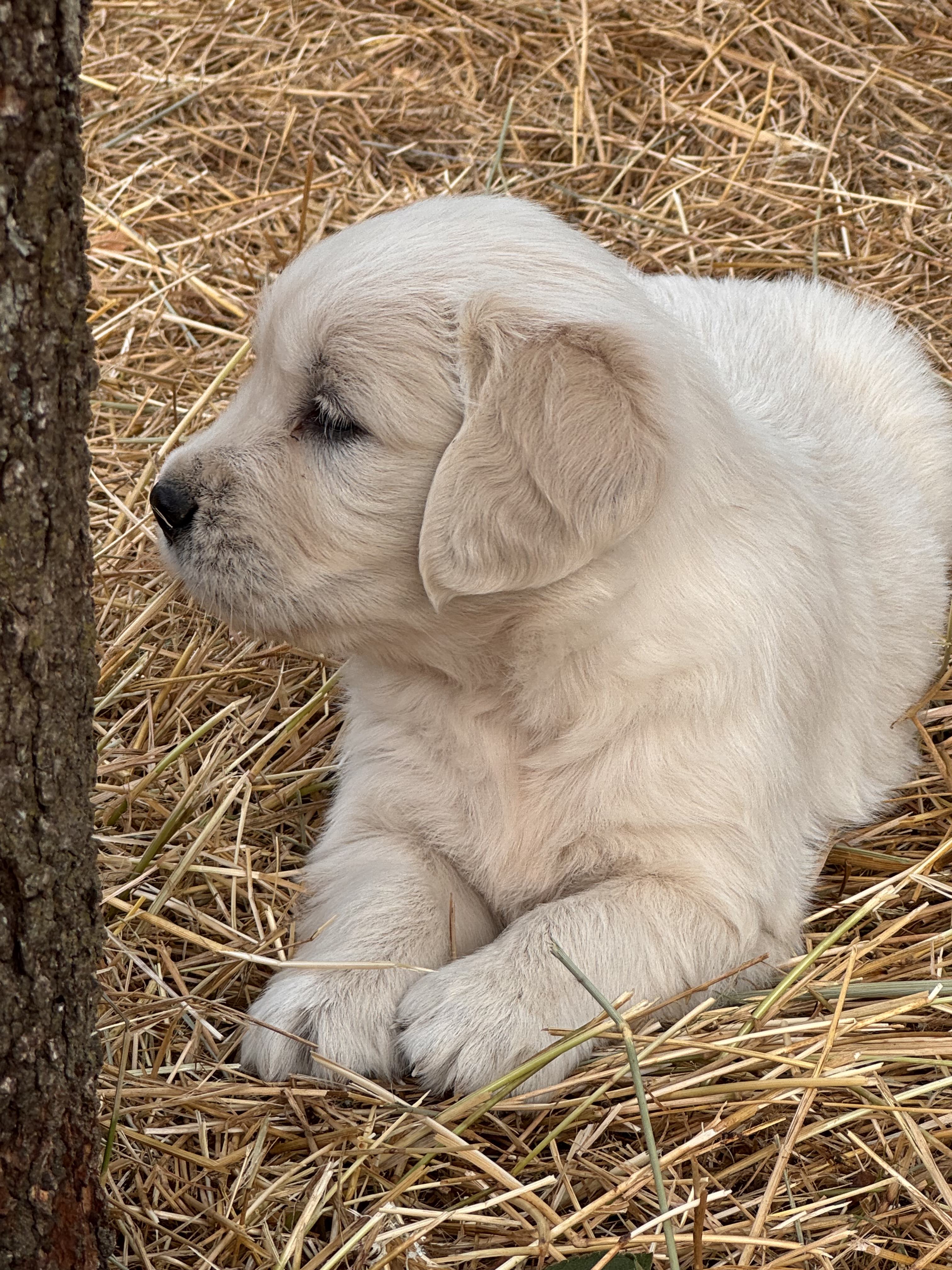 Portée golden retriever élevage familial