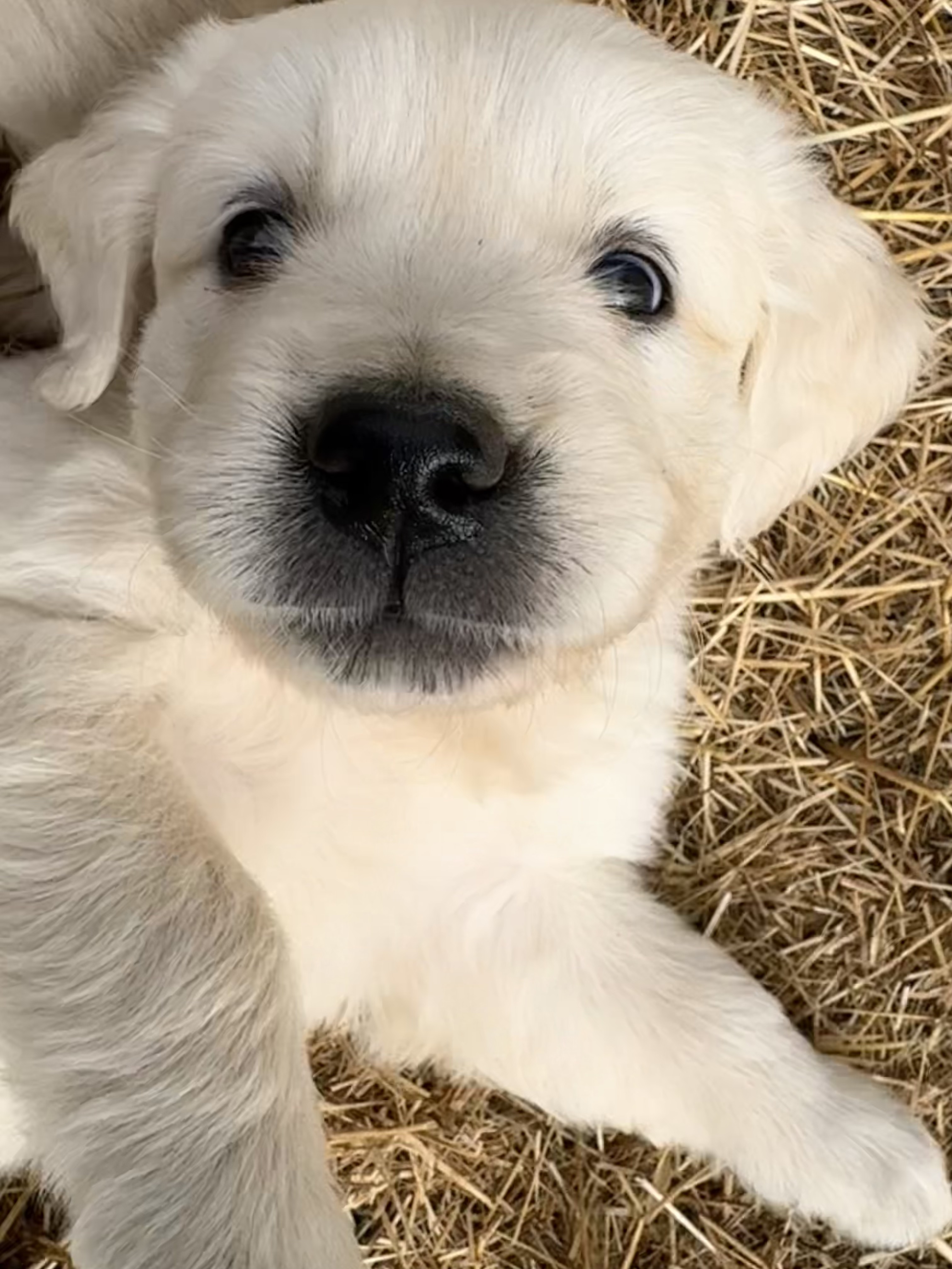 Chiot golden retriever câlin