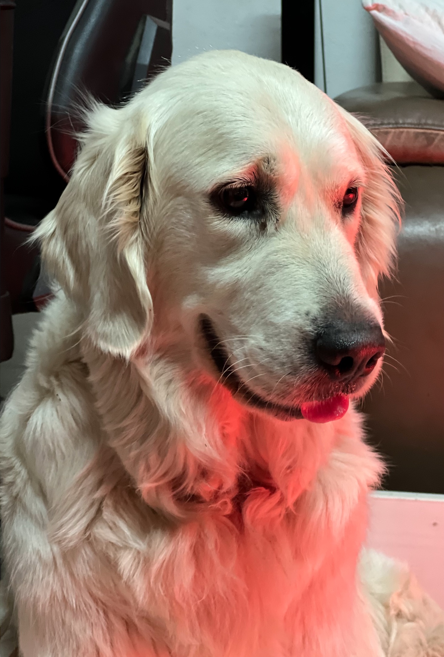 Rony - Golden Retriever femelle élevage Tarn
